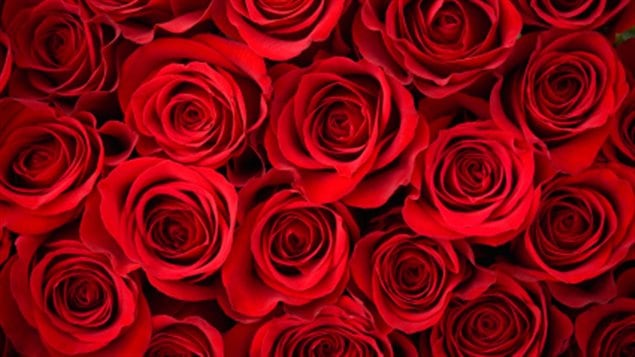 paquet de roses