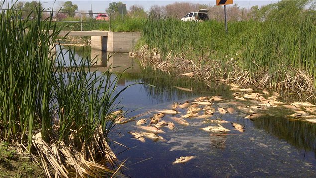 Des poissons morts dans un canal près du lac Manitoba