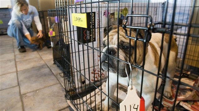 La SPCA à Montréal (archives)