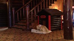 Un chien accueille les visiteurs au Ch�teau Laurier.