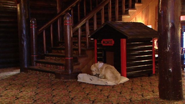 Un chien accueille les visiteurs au Ch�teau Laurier.