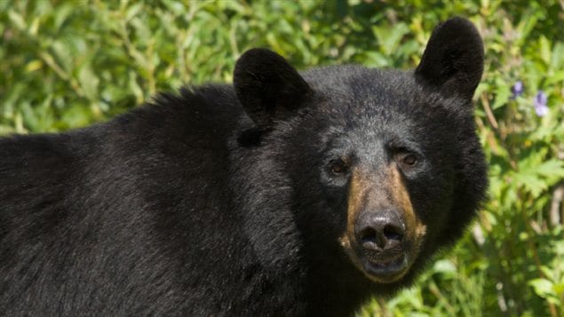 Un ours noir