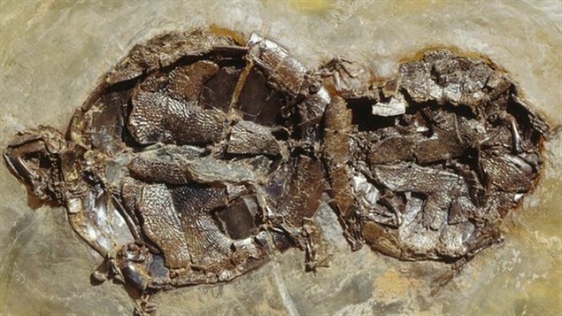 Les fossiles de tortues