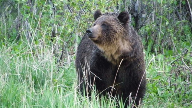 Grizzli