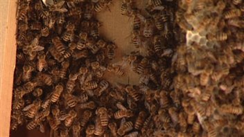 Une colonie d'abeilles