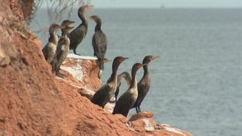 Cormorans