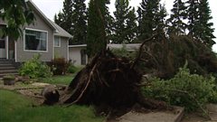 Un arbre déraciné par une tornade en Saskatchewan.