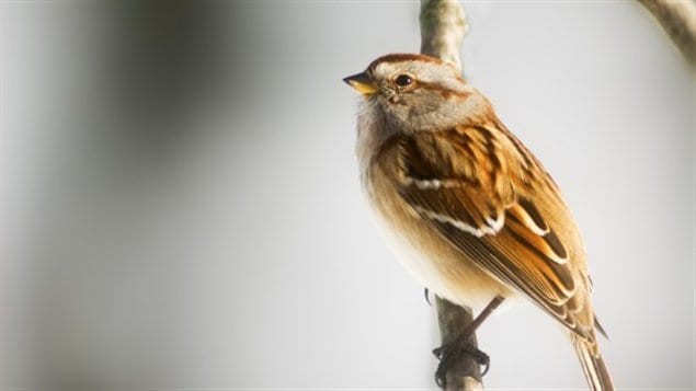 Un moineau