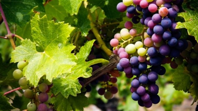 Les vignes � la saison des r�coltes