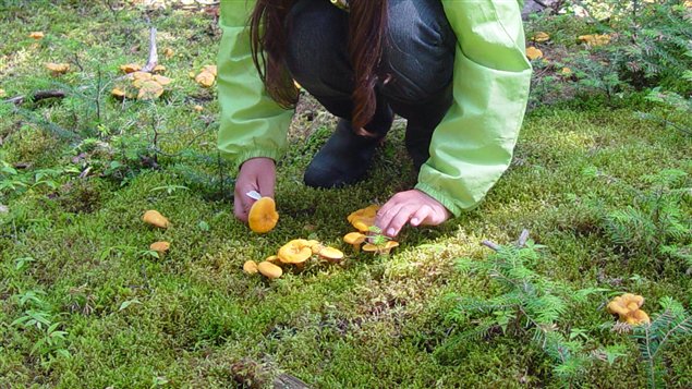 Des chanterelles