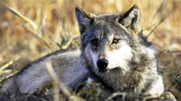 Un loup gris