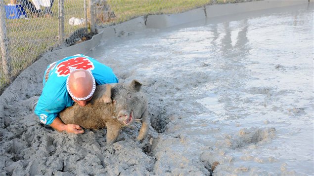 La Course nationale du cochon graissé, l'une des activités du Festival du Cochon de Sainte-Perpétue La Course nationale du cochon graissé, l'une des activités du Festival du Cochon de Sainte-Perpétue