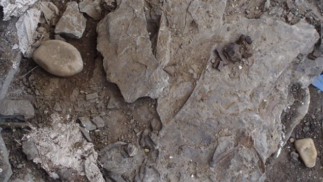 Les morceaux du squelette de dinosaure endommagé par des vandales.