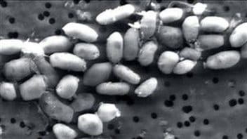 La bactérie incorpore lentement l'arsenic dans son développement