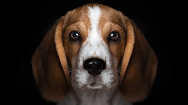 Un chien
