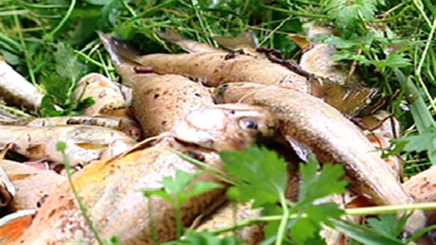 Les poissons morts