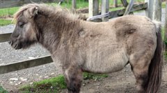 Cheval miniature|iStock