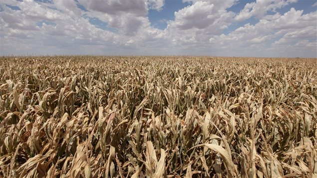Un champ de blé aux États-Unis