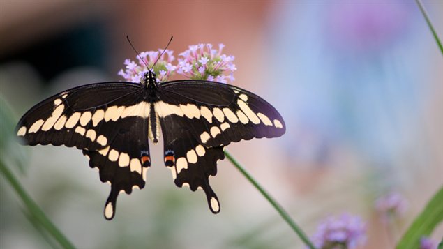 Un papillon Grand porte-queue
