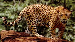 Jaguar