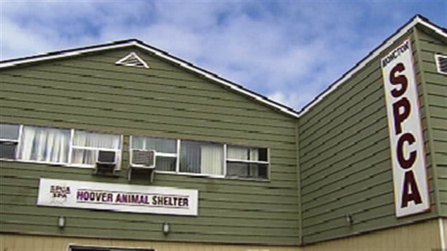 Le refuge de la SPCA à Moncton