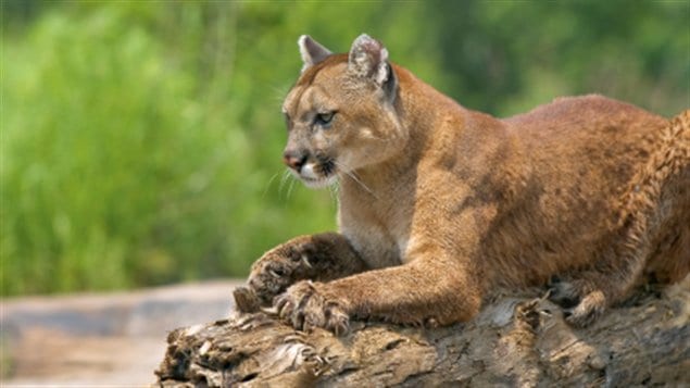 Cougar