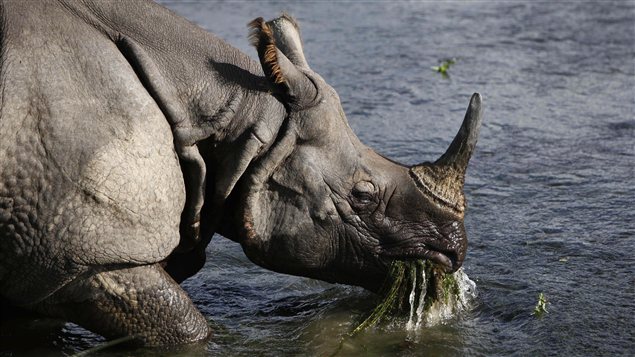 Un rhinocéros unicorne près de la rivière bordant le parc national de Chitwan, à 70 km au sud-ouest de Katmandou, au Népal.