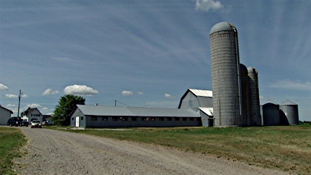 Une ferme d'élevage bovin 
