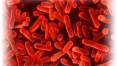 La bactérie à l'origine de la maladie du légionnaire