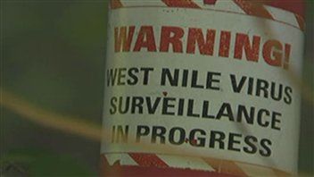 Il y aurait quatre fois plus de moustiques porteurs du virus du Nil occidental que d'habitude.
