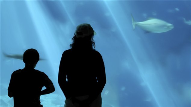 Une m�re et son enfant regardent des poissons � l'aquarium | �iStock / Binabina