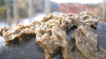 Amas de l'algue Didymo, en 2006, sur les rives de la rivière Matapédia