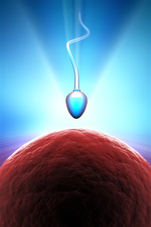 Un spermatoïde