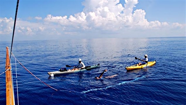 Diana Nyad entre Cuba et la Floride