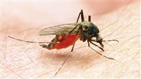 Recrudescence du virus du Nil occidental