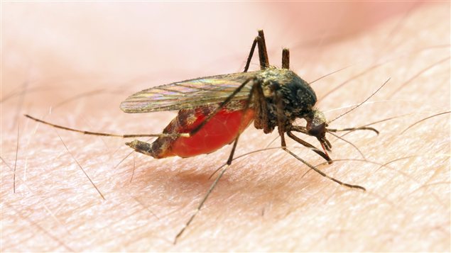 Le virus du Nil occidental se transmet aux humains par les moustiques infectés