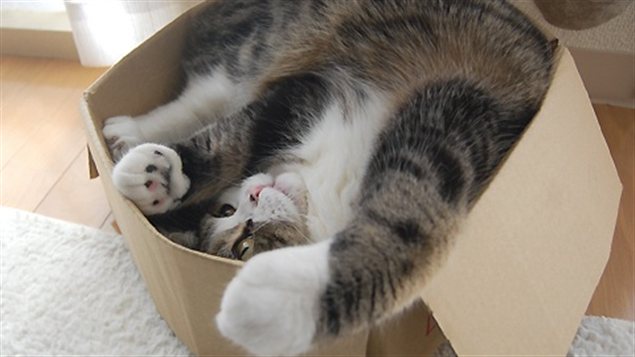 Maru, une vedette féline des vidéos amusantes