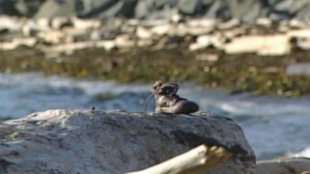 Un soulier contenant ce qui s'apparente à un os et à de la viande découvert sur une plage de Victoria, le jeudi 30 août 2012.