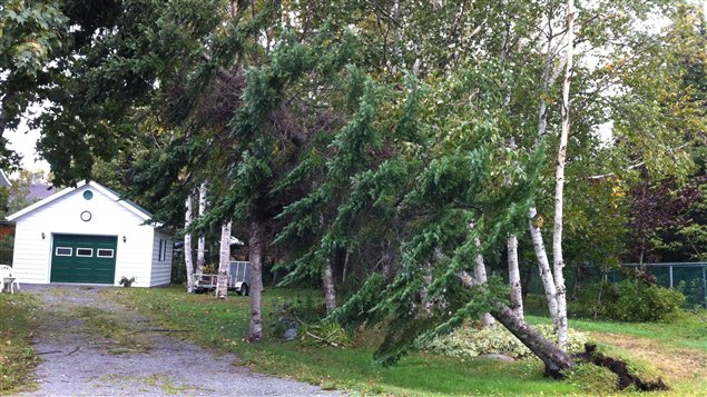 Un arbre déraciné près de Rimouski