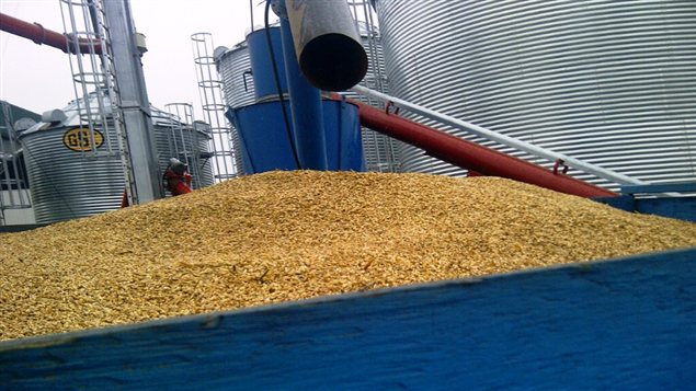 Du grain
