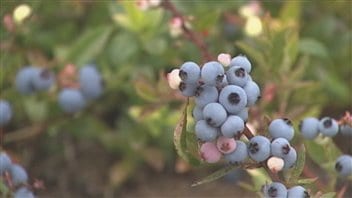 Des bleuets sauvages