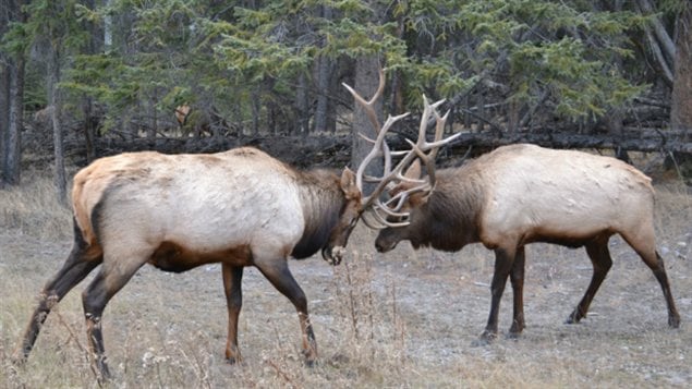 Wapitis au parc national de Banff