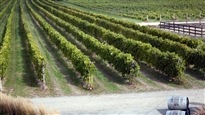 Pour plus de vins québécois en magasin