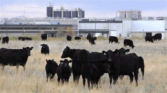 L'usine de XL Foods Inc, à Brooks, en Alberta