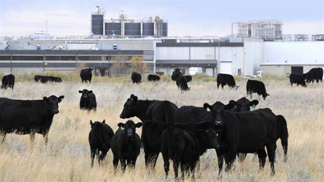 Du bétail près de l'usine d'XL Foods en Alberta