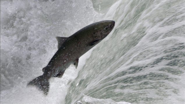 Un saumon remonte une rivière en Colombie-Britannique