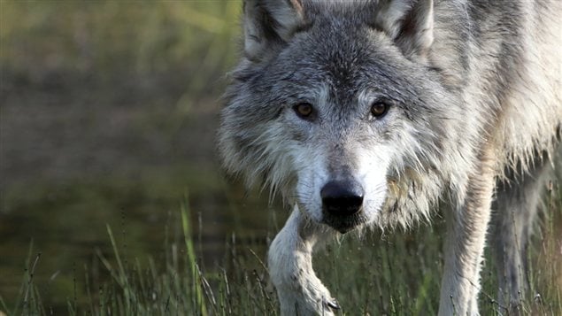 La saison de reproduction des loups au Québec surviendrait entre le début février et la mi-mars. La durée de gestation chez les loups étant de 62/63 jours, la mise bas aurait donc lieu entre la fin avril et la mi-mai. La taille moyenne des portées varie entre 5, 6 et 6, 8 louveteaux.