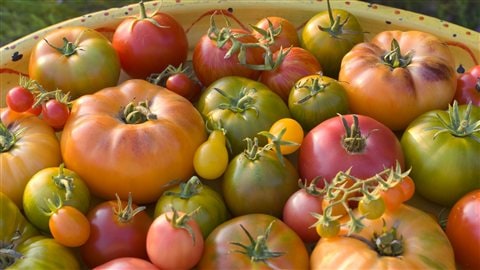 Diff�rentes vari�t�s de tomates | �iStockphoto