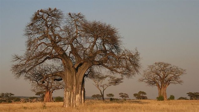 Baobab africain Baobab africain