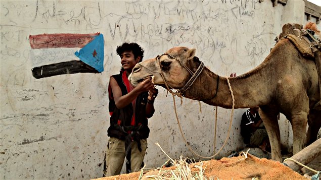 Chameau Yémen À Aden, ville principale du Sud, l'ancien drapeau flotte toujours et rappelle un important mouvement séparatiste parfois violent, malgré l'unification du pays en 1990.